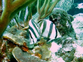 42 Banded Butterflyfish IMG 3215